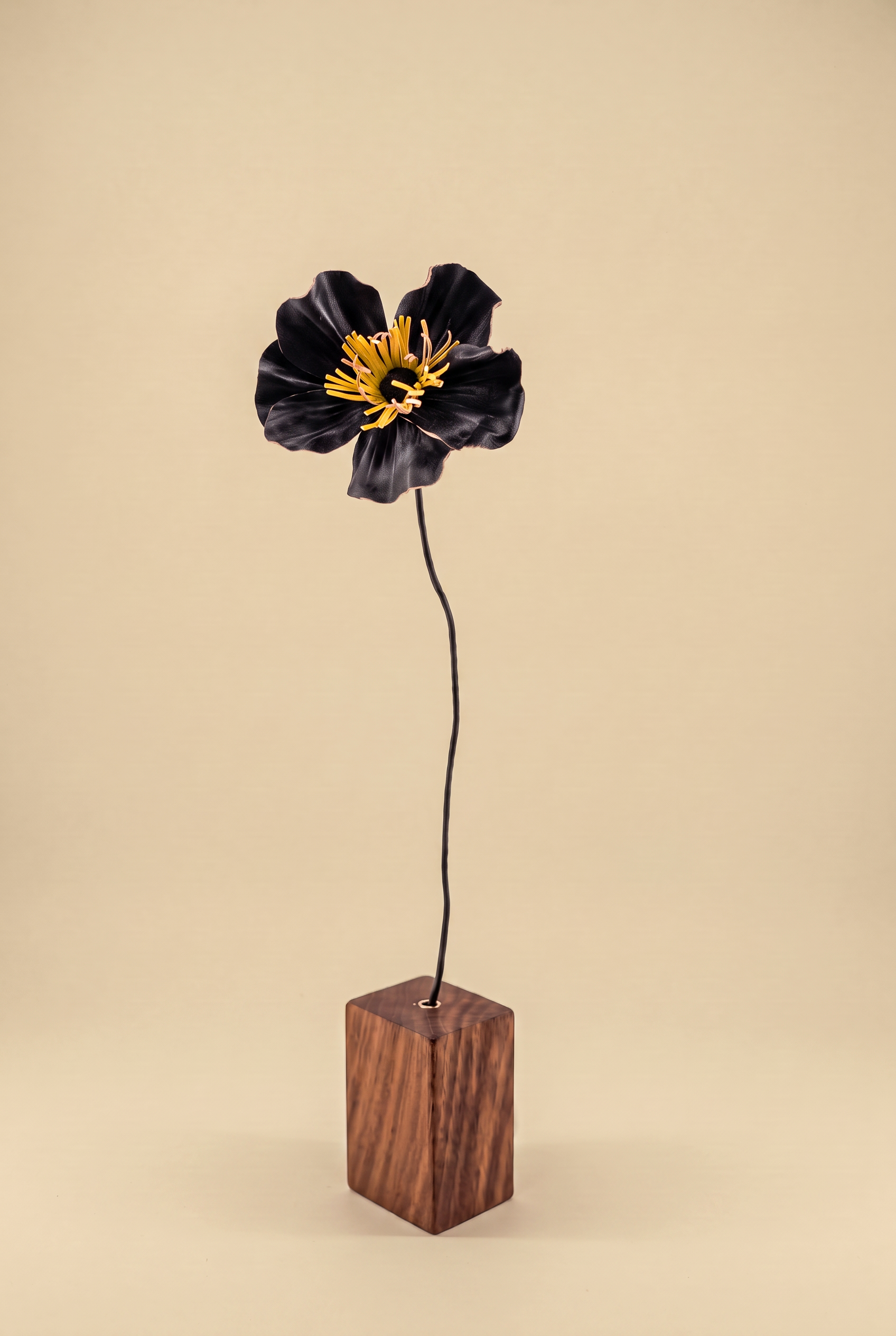 anemone nero giusto.png