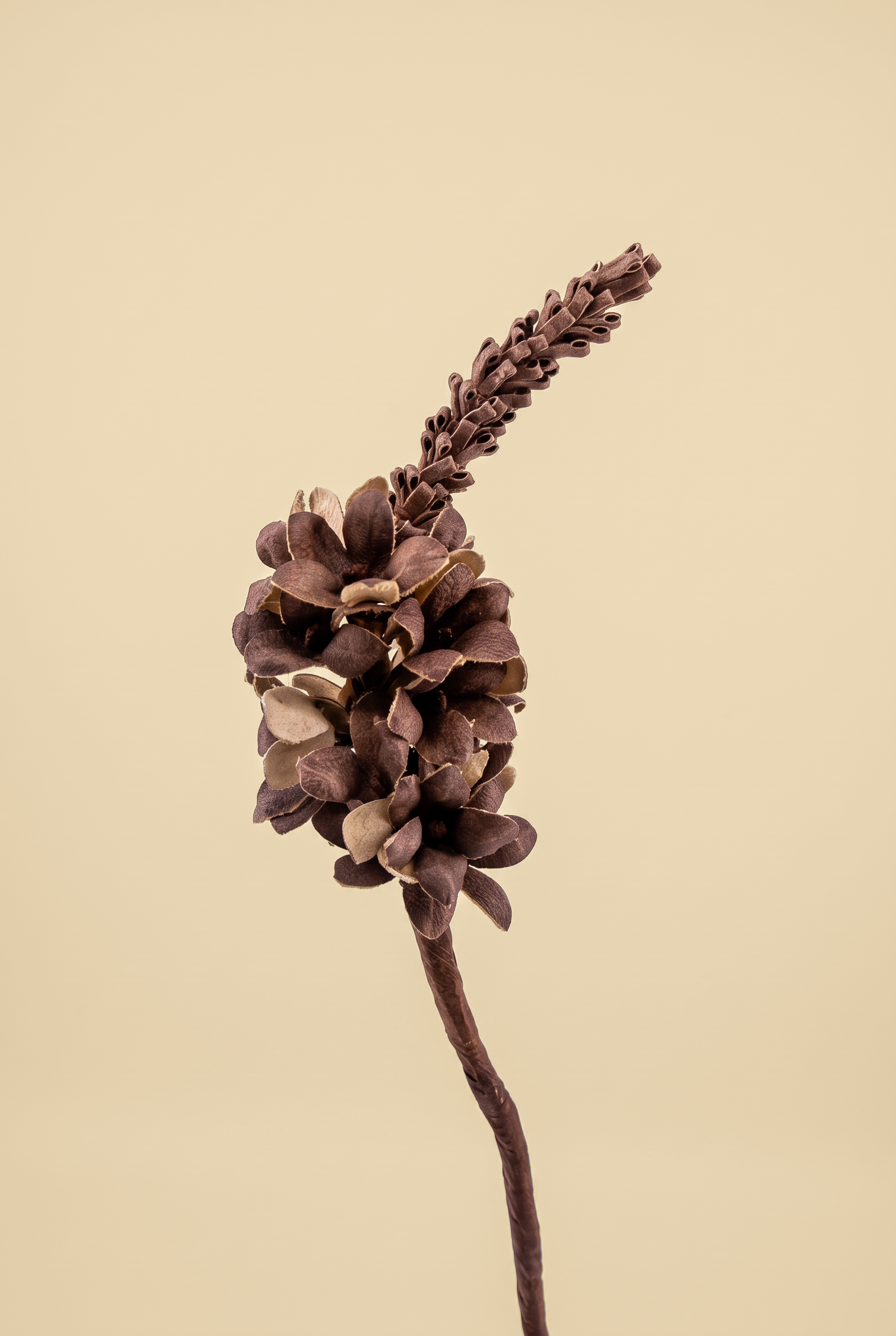 glicine rosa dett_ right.png