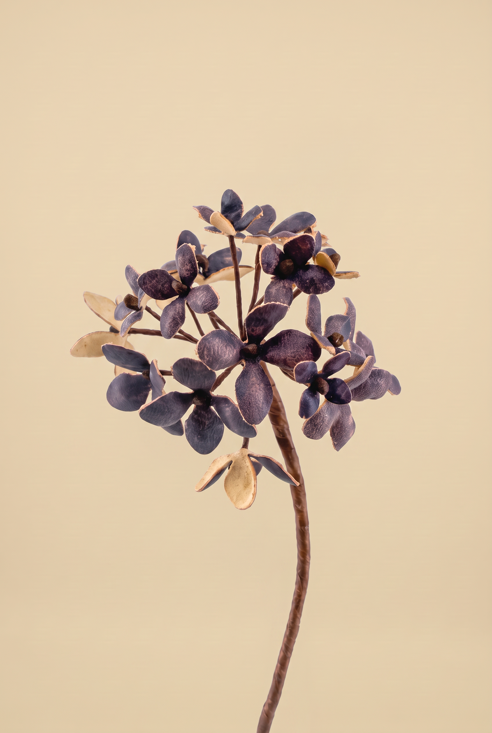 Agapanthus - Leather Flowers