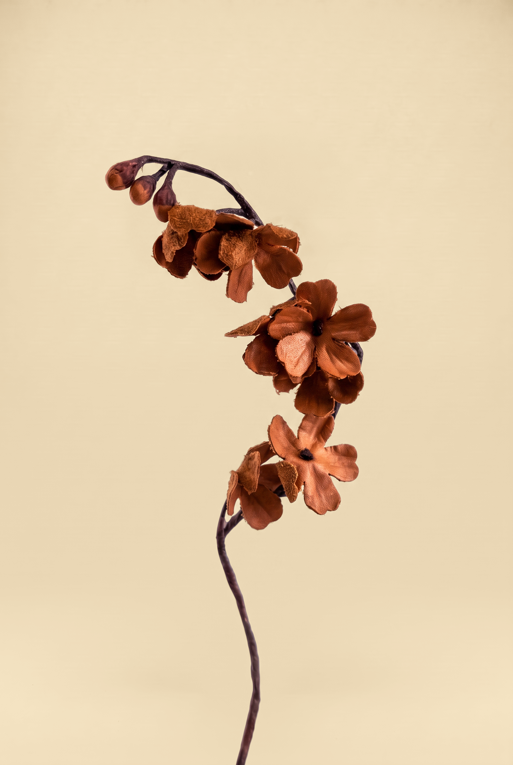 ciliegio natural dett..png