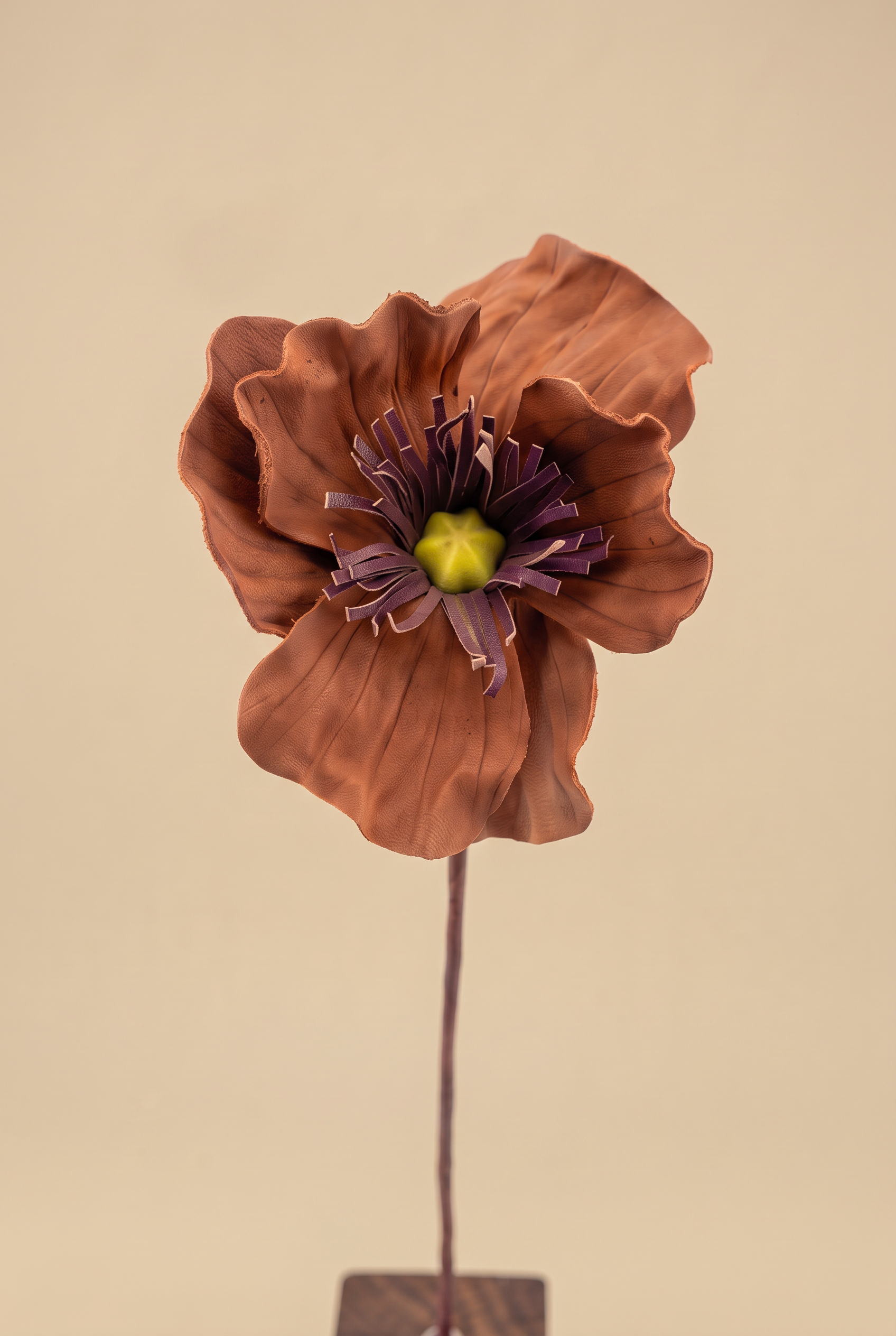 anemone dettaglio.png