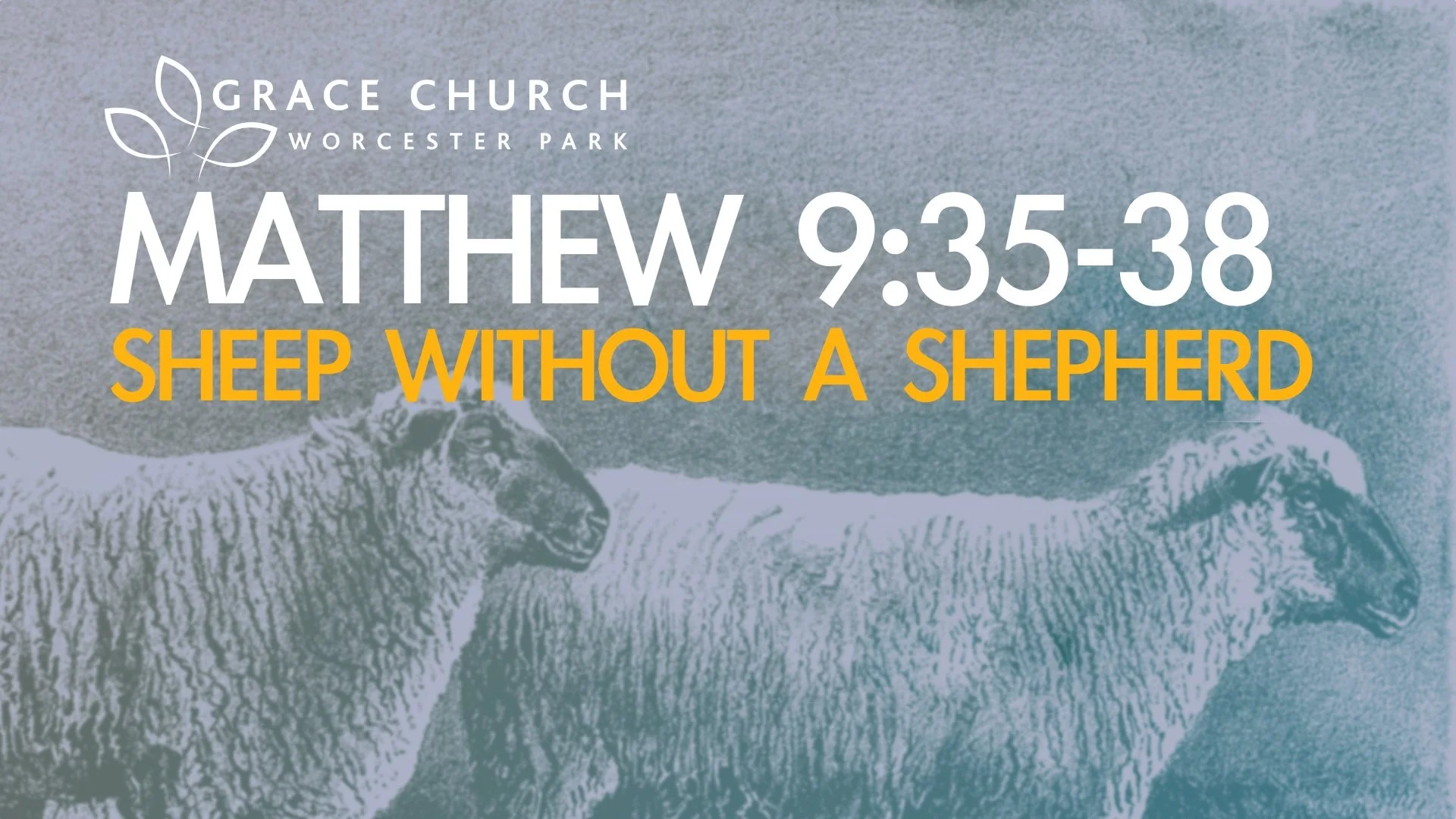 Matthew 9:35-38 - Sheep without a Shepherd