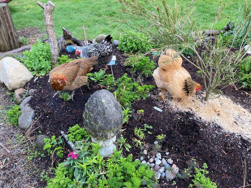 What’s Growing in My Garden? Parsley!
