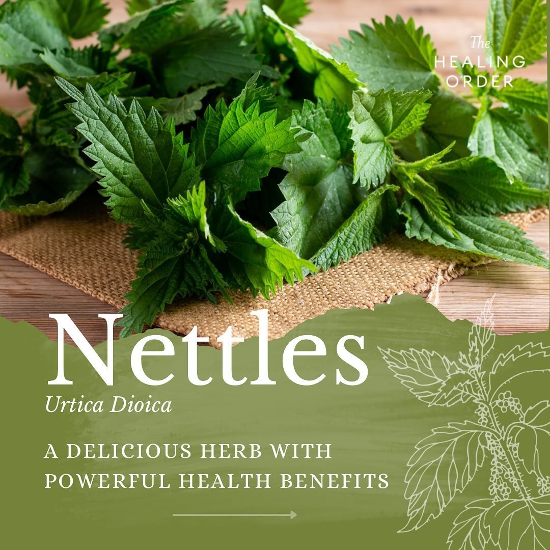 Spring is here and so are the Nettles 🌿 discover this versatile plant&rsquo;s endless uses and health benefits 👉🏼 

#spring #nettles #herbalmedicine #nettlepesto #nettletea #forage #naturalmedicine