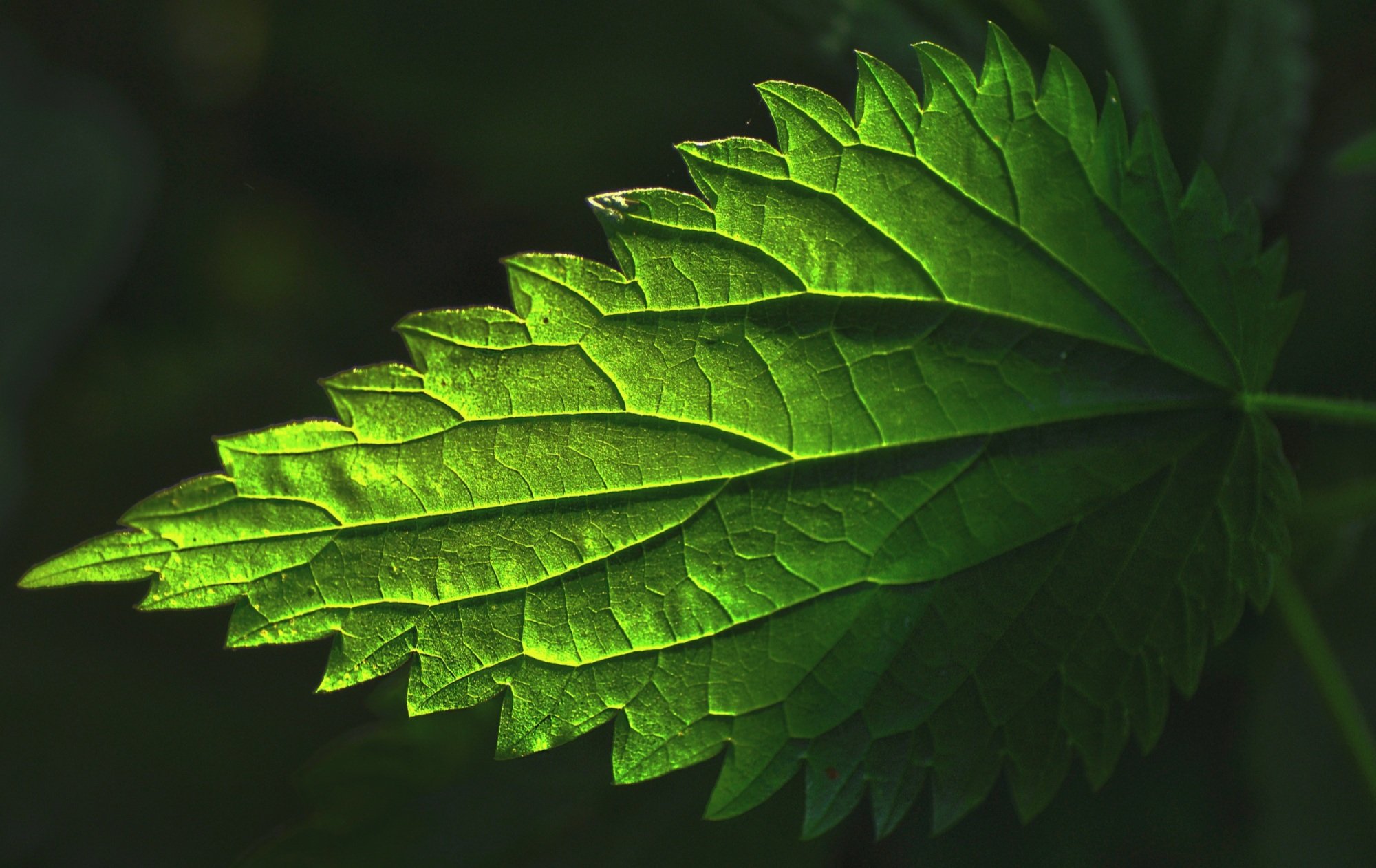 Nettle Soup Recipe: Detoxify and Nourish This Spring