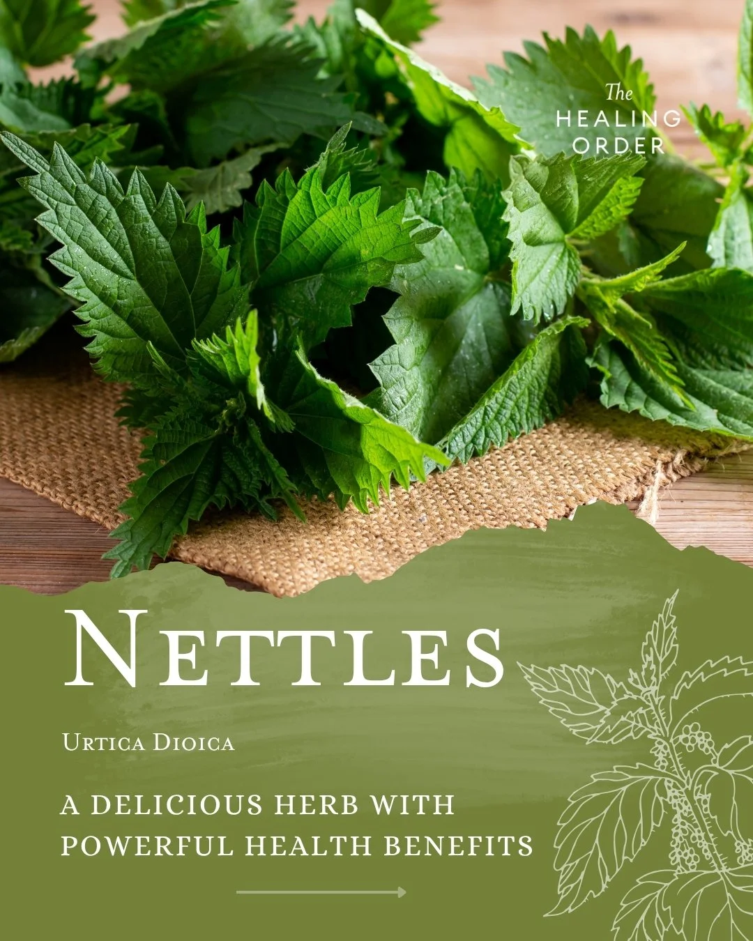 Spring often brings forward what the body has been holding through winter.
Nettles, one of the first greens to emerge, are deeply nourishing&mdash;rich in minerals and traditionally used to support gentle detoxification, circulation, and overall vita