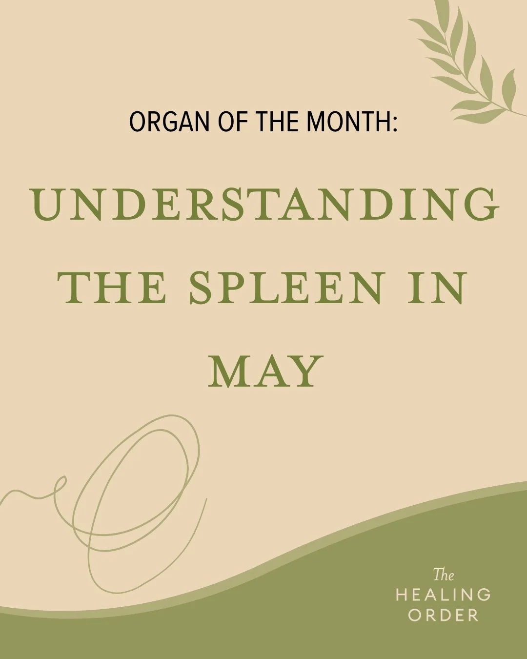 🌾 May&rsquo;s Organ of the Month: The Spleen.
Active from 9&ndash;11am, the Spleen transforms food into Qi and Blood&mdash;the foundation of daily energy, digestion, and grounded vitality. In Chinese Medicine, a strong Spleen supports nourishment no