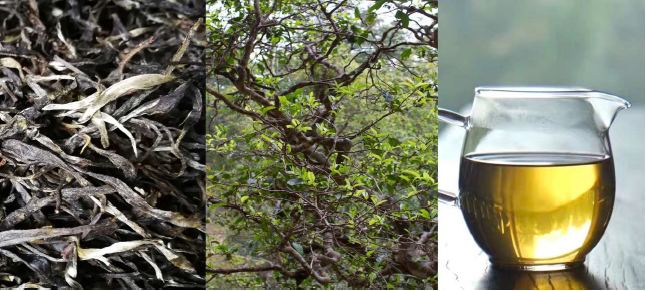 Pu-er loose Leaf tree