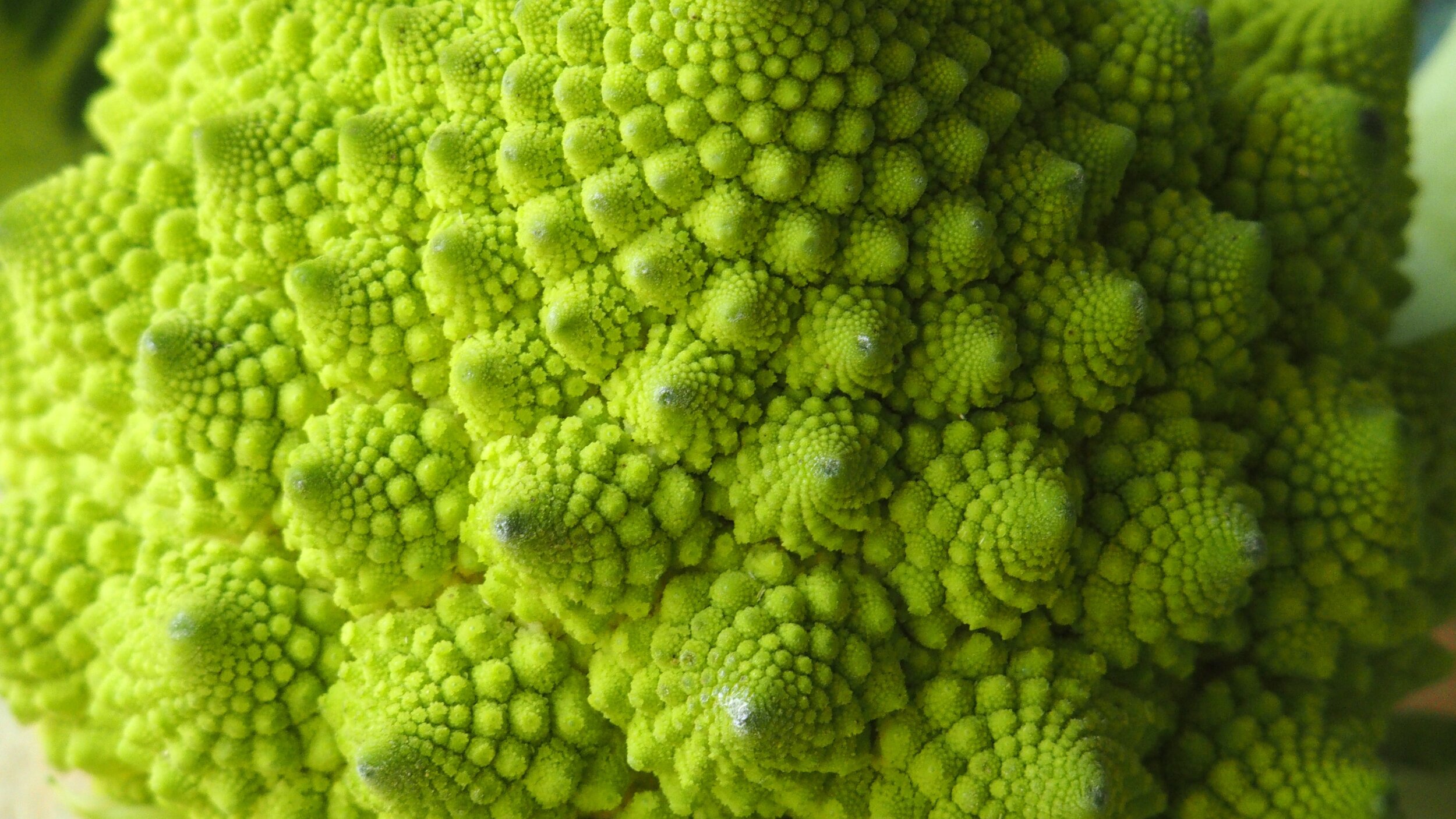 romanesco