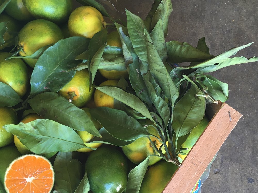 Satsuma Mandarin (Miyagawa citrus)