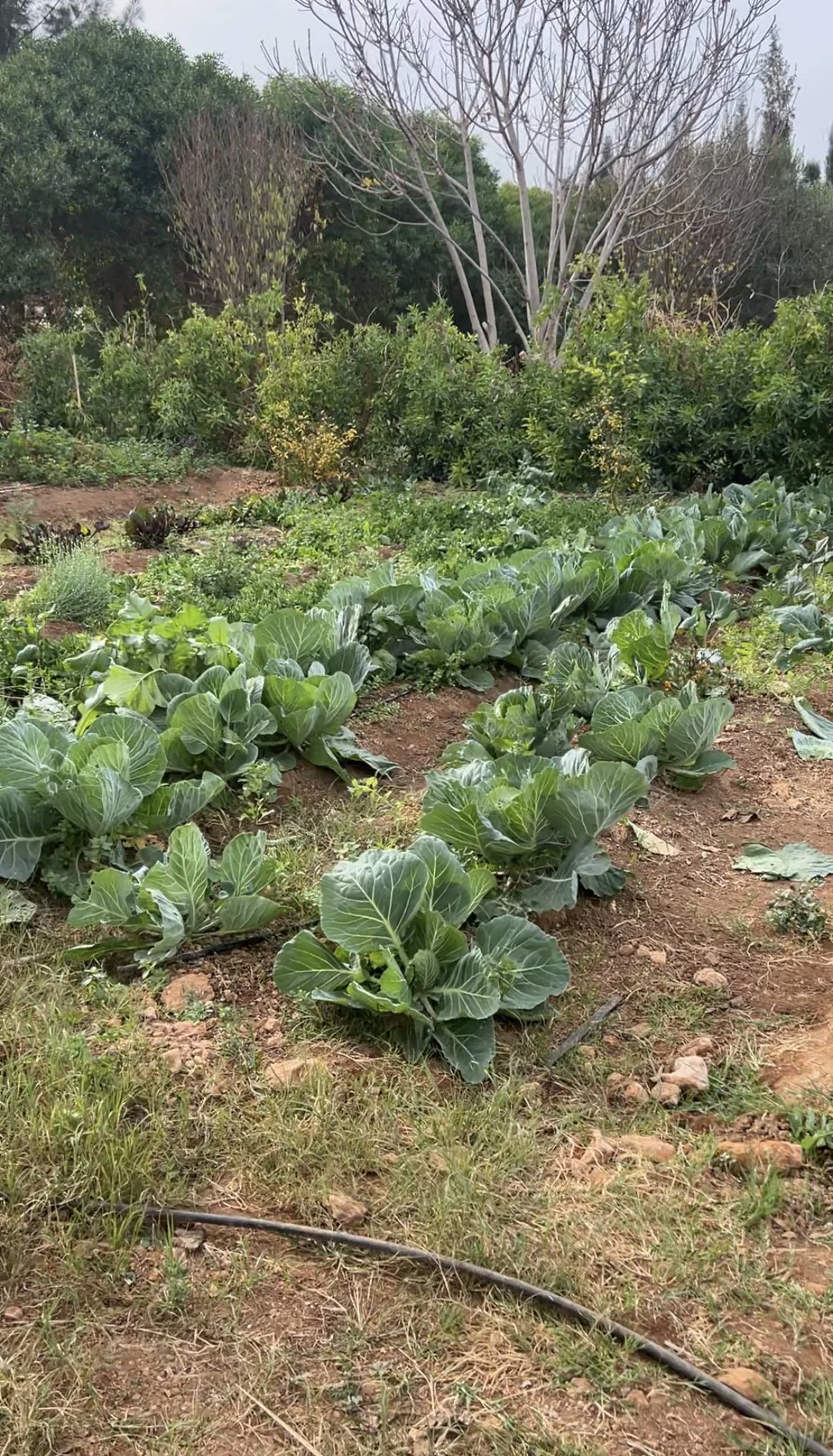 Permaculture farm