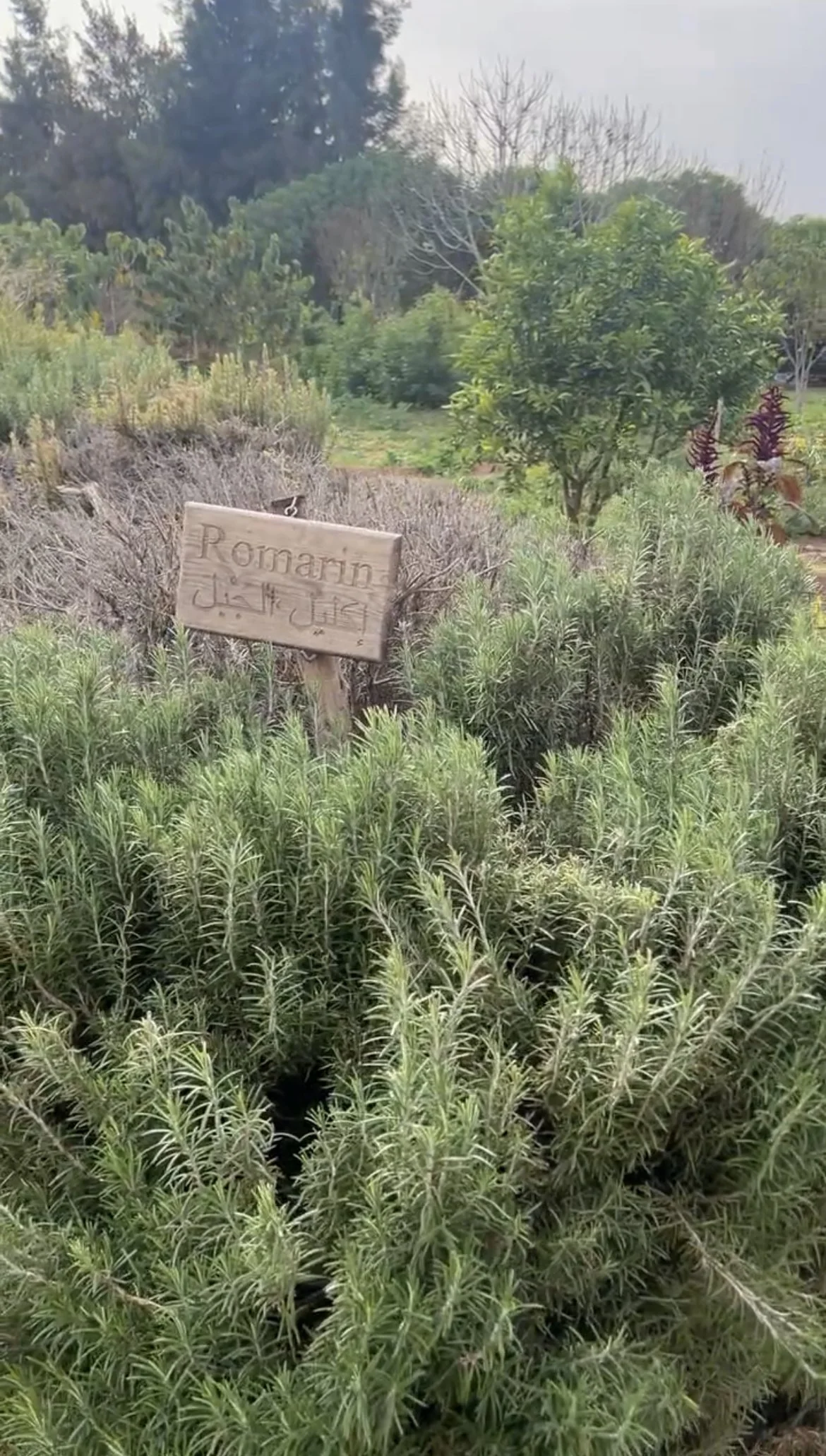 holistic herb garden