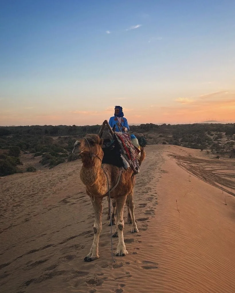 Camel riding in Sahara desert