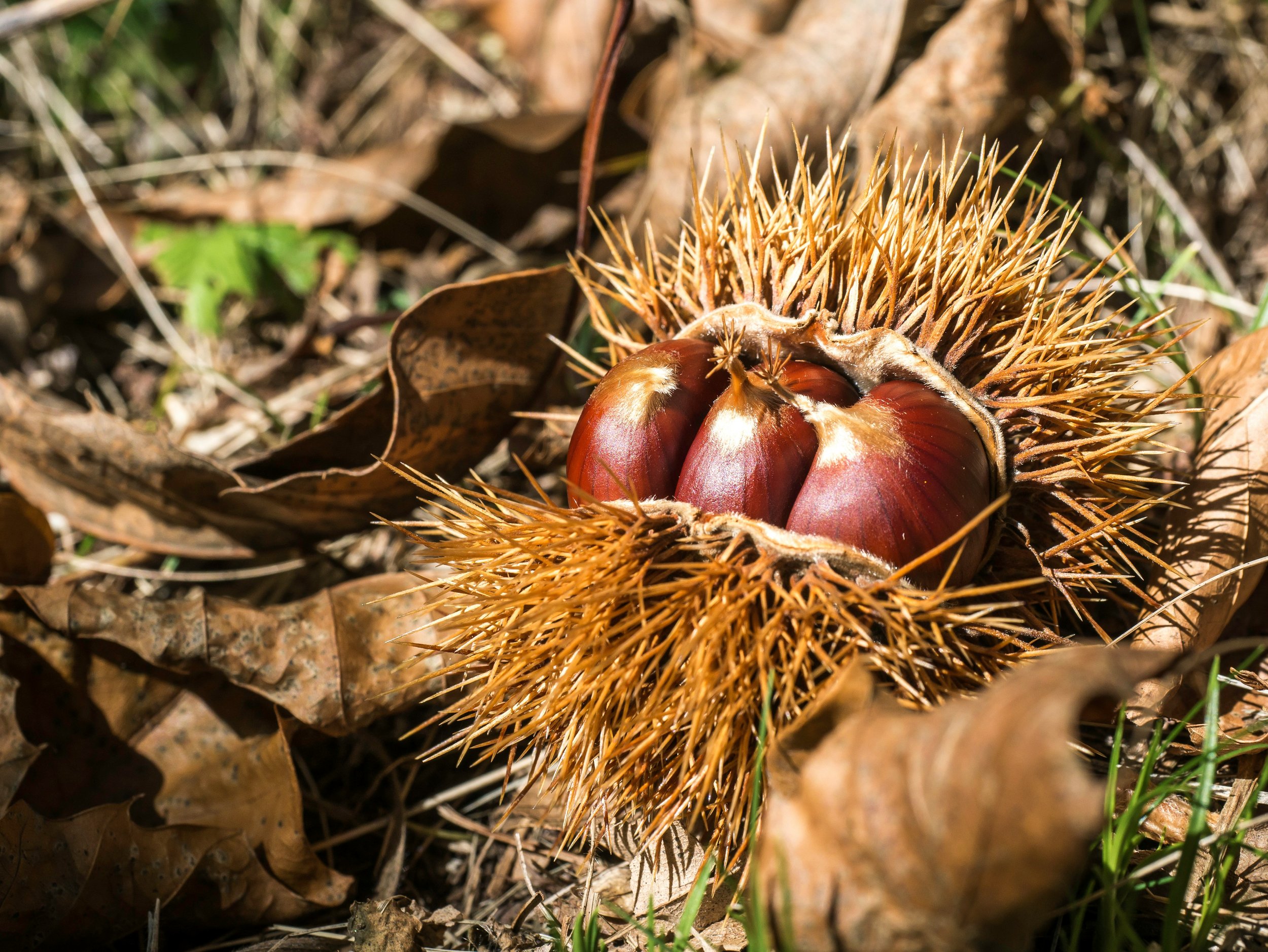 chestnut forest