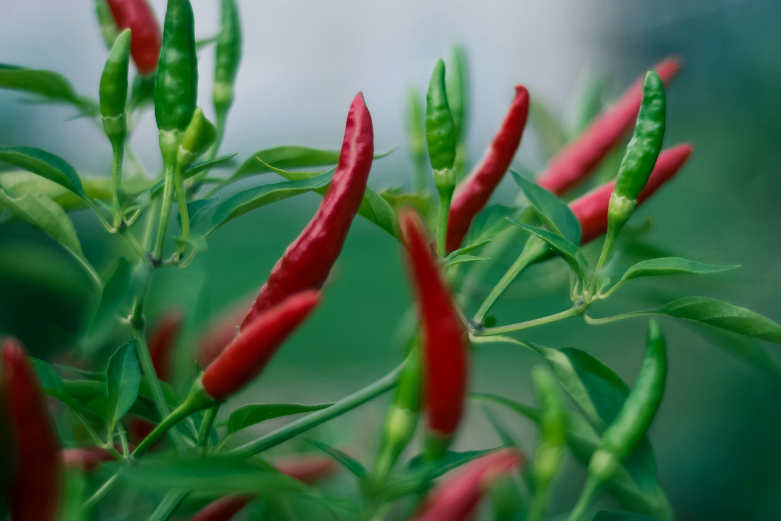 chili growing