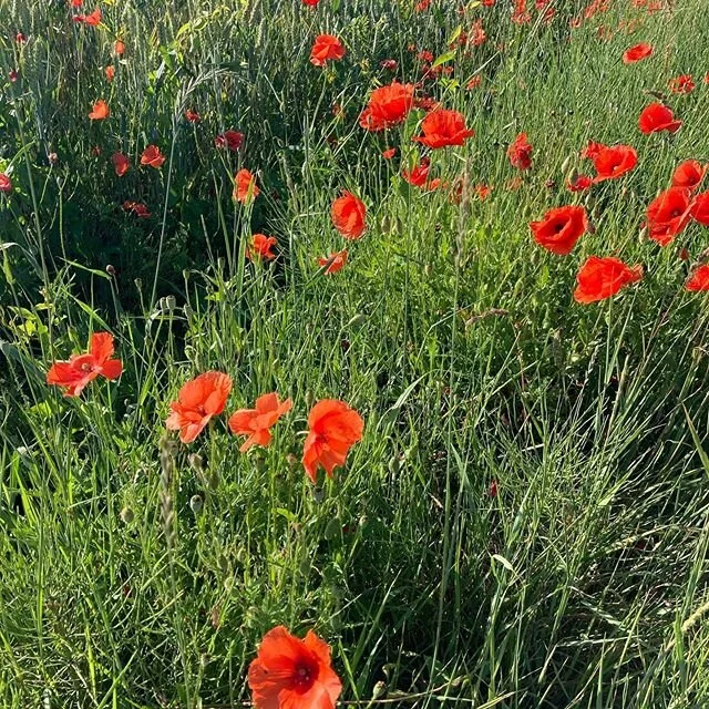 The colors of nature on my morning run - 😀