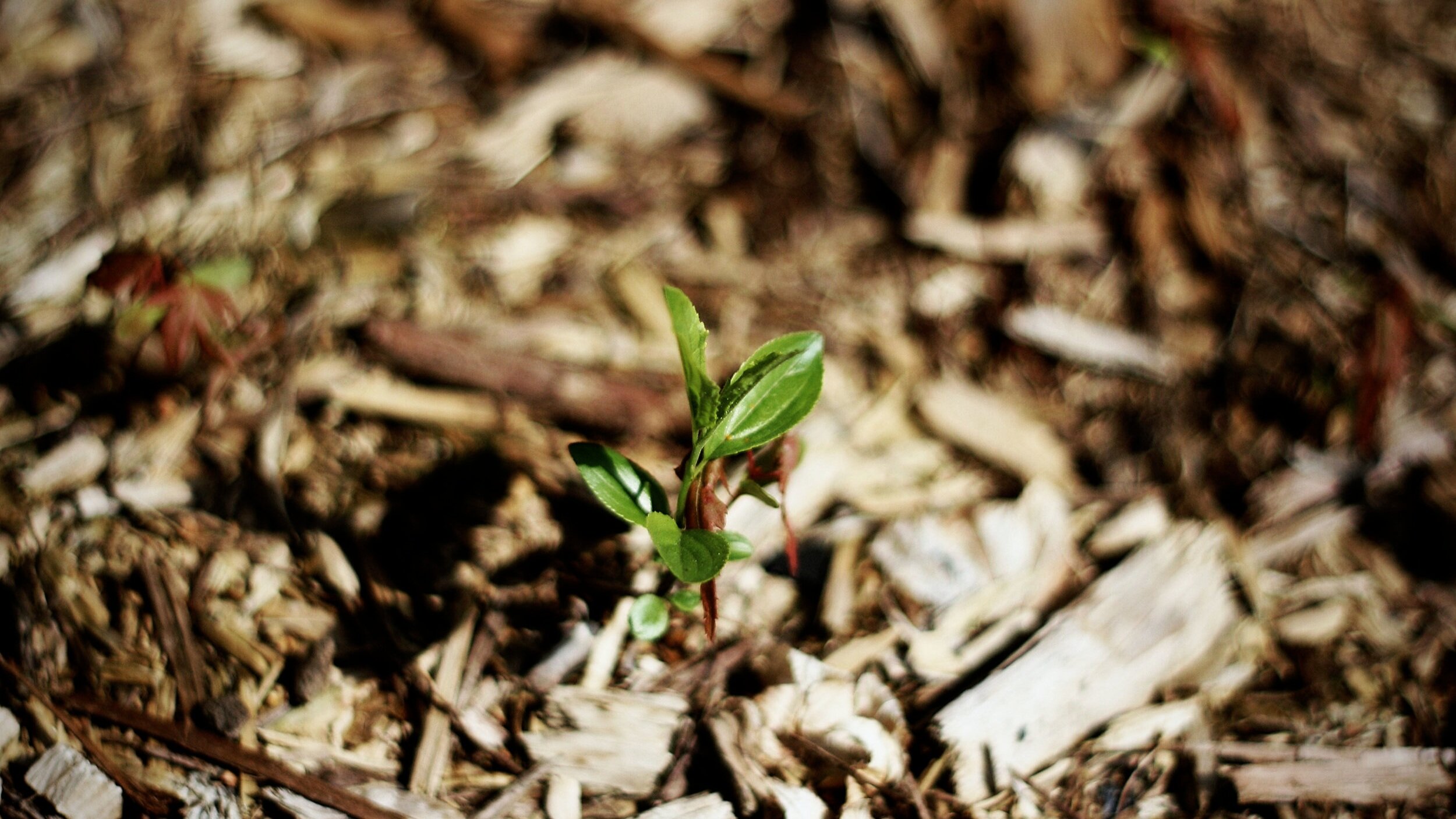A New Life Begins.