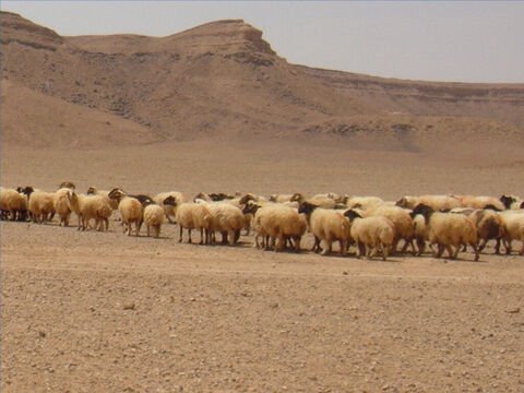 10_FB_Shepherds_Sheep_Thumbnail.jpg