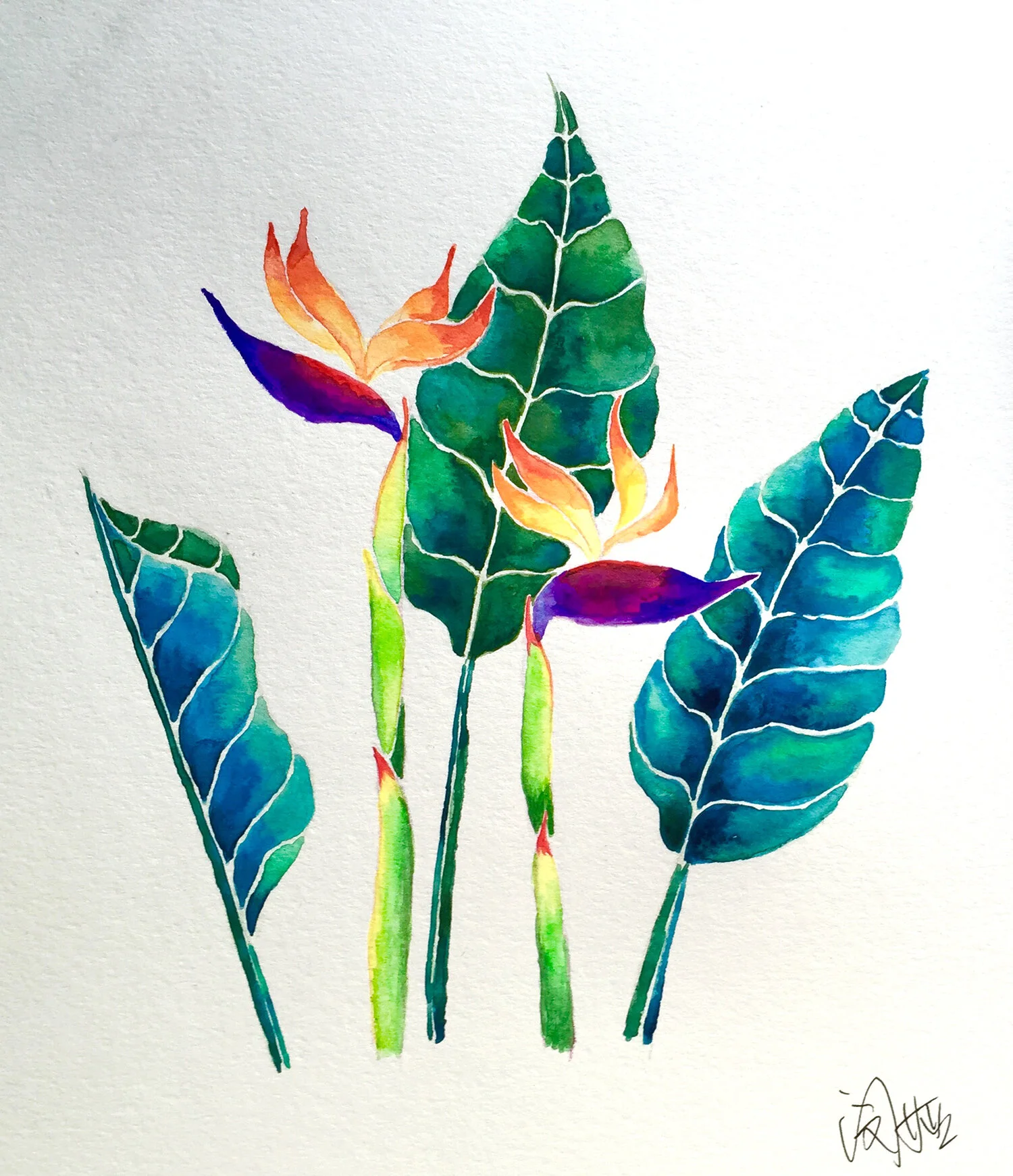 MinYa-watercolor-birds of paradise.jpg