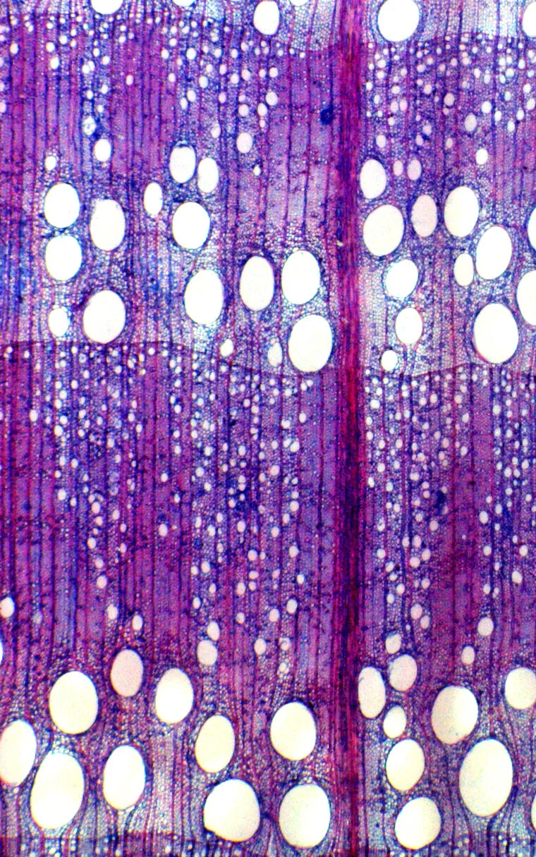 MinYa-microscope-Oak wood cross section.jpg