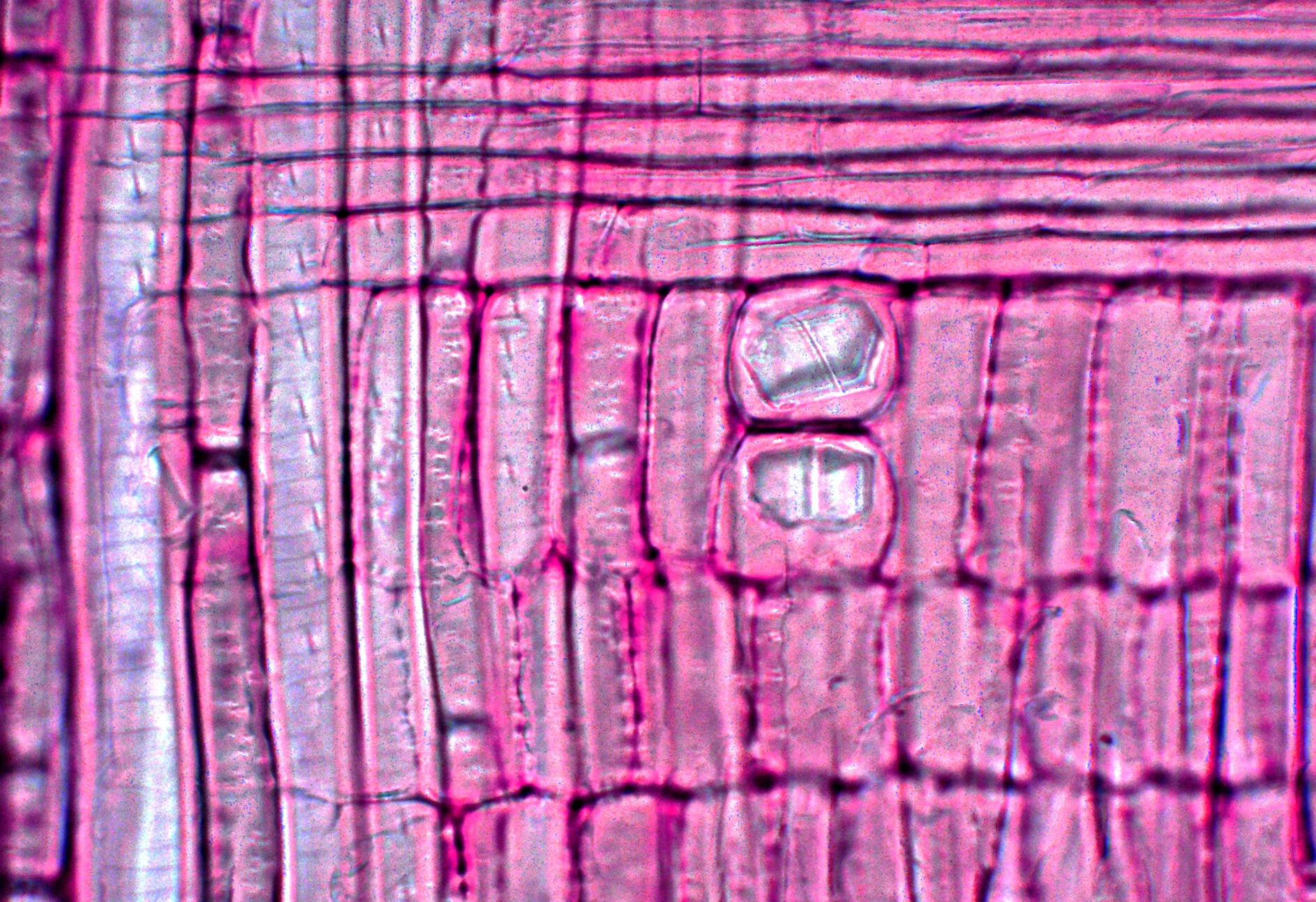 MinYa-microscope-holly wood radial section crystal.jpg