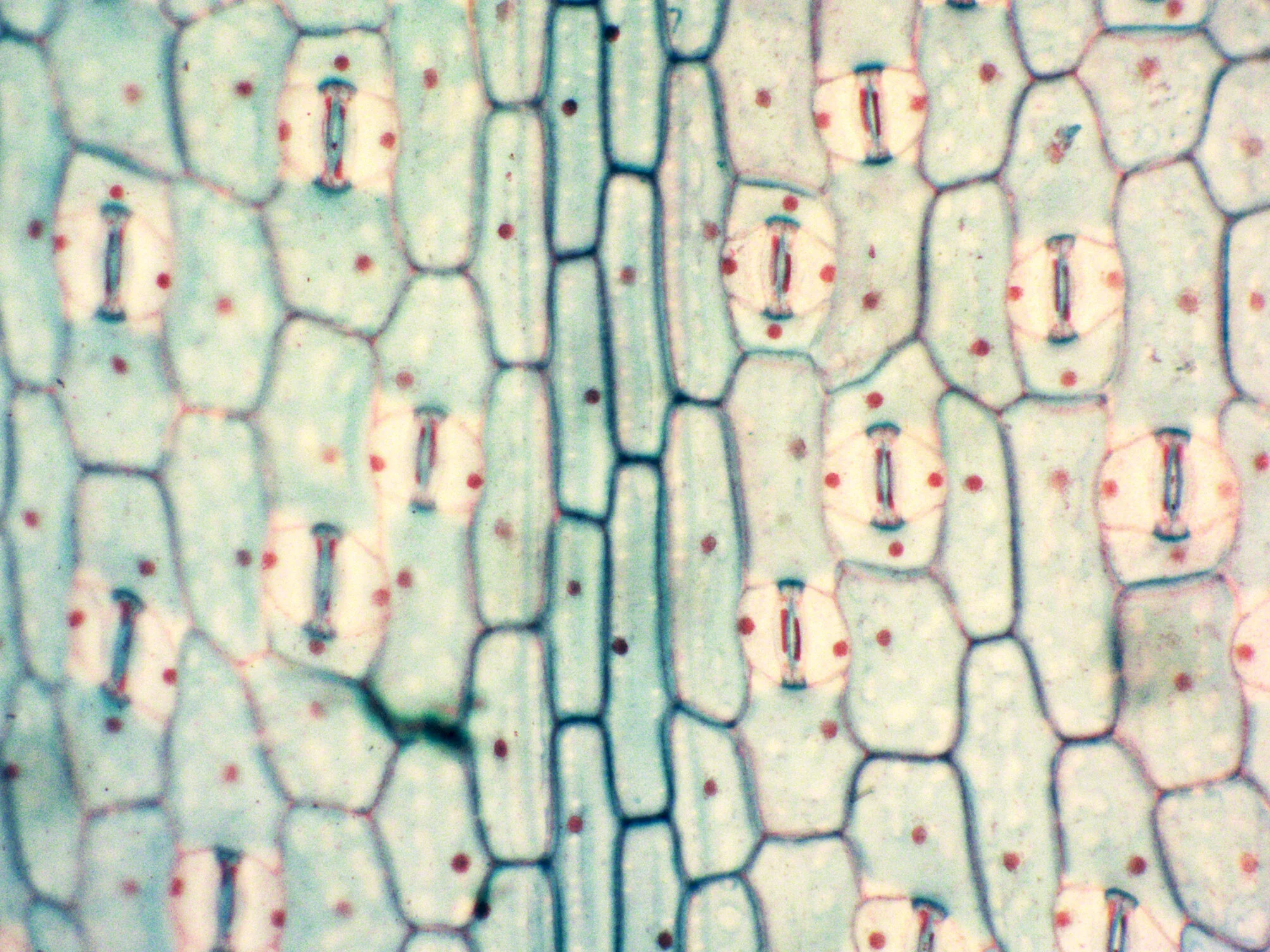 MinYa-microscope-monocot leaf epidermis.jpg