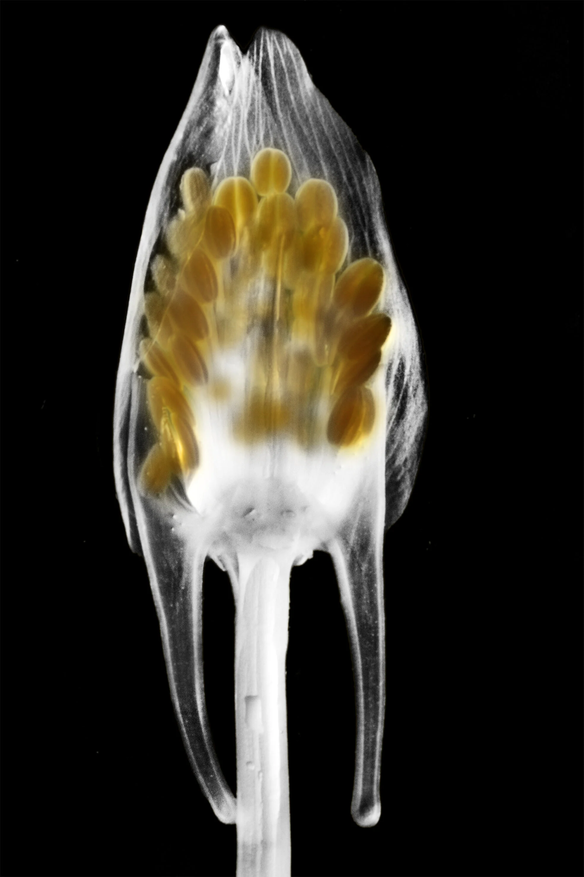 Snap-18-Image Export-04 merge copy.jpg