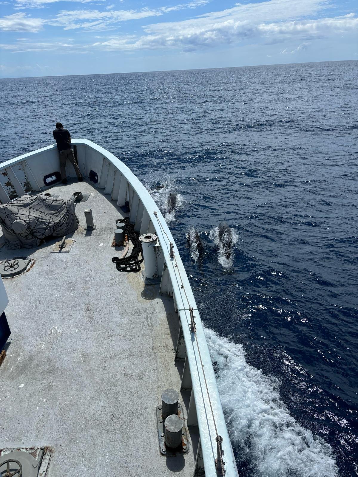 Dolphins coming alongside to play