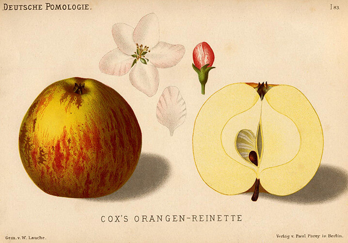Apple Cox thumb.jpg