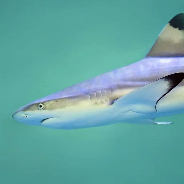 Follow👉 @loveislaw_official 💦Every being in nature is more or less immersed in water, so you, as an animal, are also immersed.
⁣⁣
𝗪𝐚𝐭𝐞𝐫 𝐜𝐨𝐧𝐭𝐚𝐢𝐧𝐬 𝐚𝐥𝐥 𝐨𝐟 𝐮𝐬 𝐢𝐧 𝐝𝐢𝐟𝐟𝐞𝐫𝐞𝐧𝐭 𝐬𝐭𝐚𝐭𝐞𝐬 𝐛𝐮𝐭 𝐮𝐧𝐢𝐟𝐢𝐞𝐝.⁣ 𝘞𝘦 𝘰𝘸𝘦 