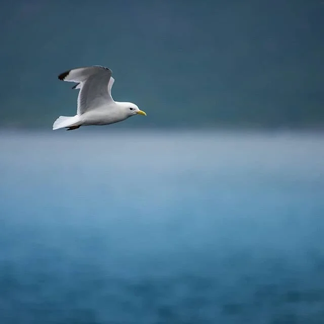 🐦🦢🦆🦩𝟏𝟎𝟎% 𝐨𝐟 𝐬𝐞𝐚𝐛𝐢𝐫𝐝𝐬 𝐡𝐚𝐯𝐞 𝐩𝐥𝐚𝐬𝐭𝐢𝐜 𝐢𝐧𝐬𝐢𝐝𝐞?🧴🥤🍾🧃⁣
⁣
⁣
Yes, horrific no? So imagine the fish inside the water.&nbsp;⁣
⁣
⁣
Where there was plankton now there is 80% plastic soup.&nbsp;⁣
⁣
𝐂𝐨𝐫𝐚𝐥 𝐚𝐜𝐢𝐝𝐢𝐟𝐢𝐜𝐚