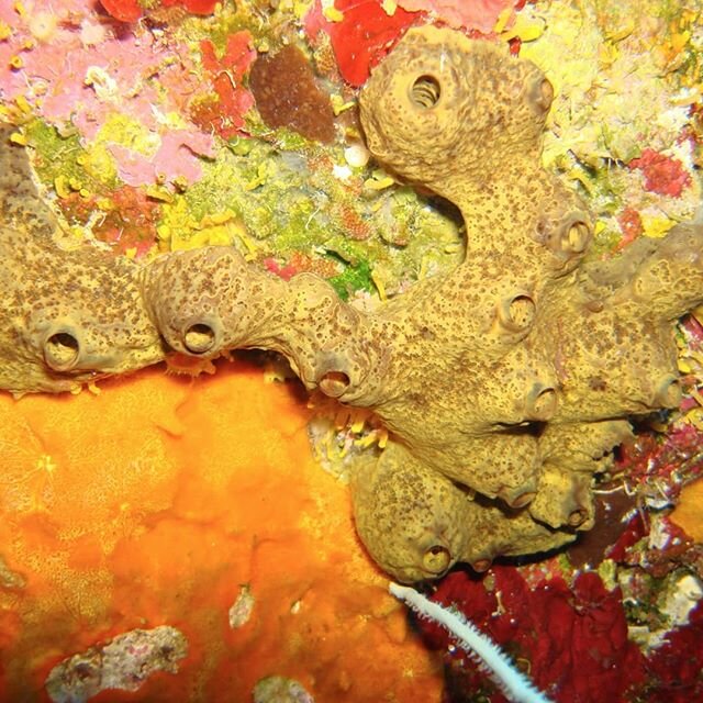 🤔Have you ever seen coral?⁣
&gt;&gt;&gt;&gt;&gt;&gt;⁣Coral and whales are priceless.⭐⭐⭐♻️ The not identification of the gears of thinking allow: greed, unconscious, harmful behaviour to pollute with toxins the water on earth. So we are facing acidif