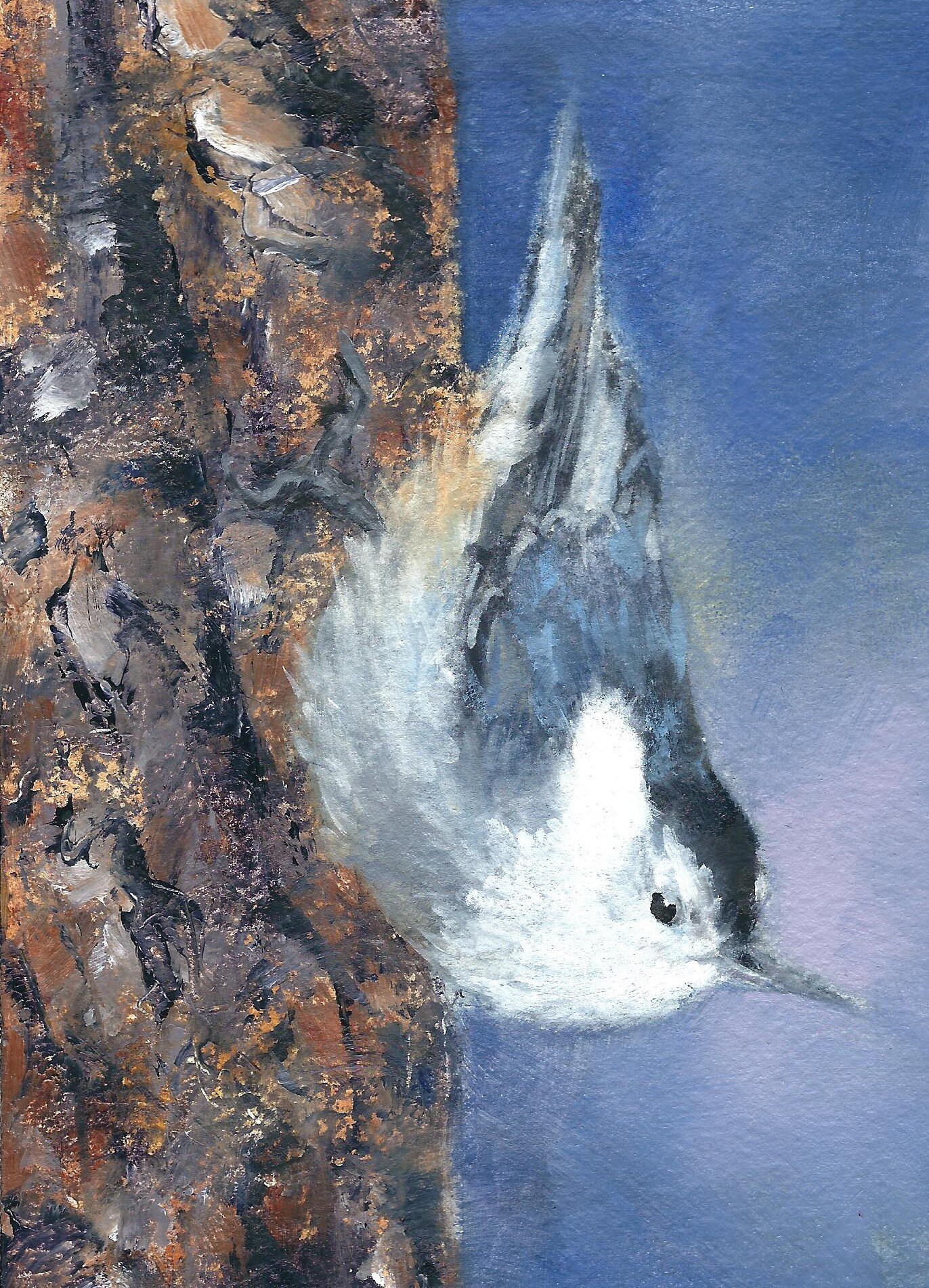 Nuthatch
