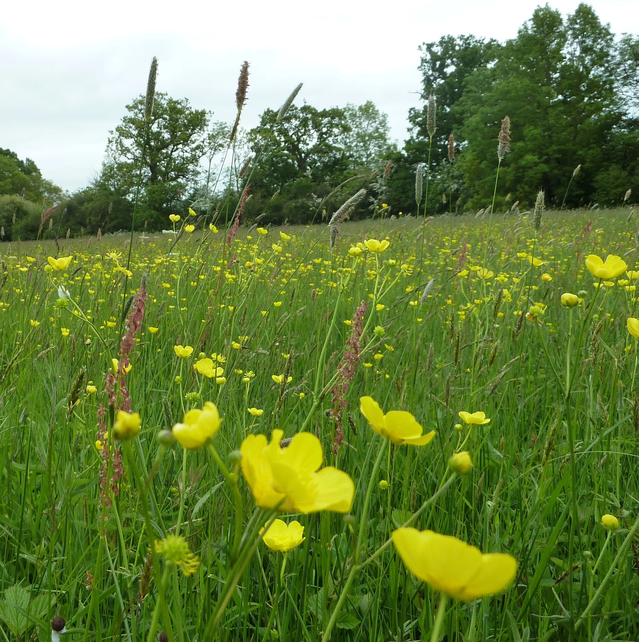 Pro Flora 8 inset .JPG