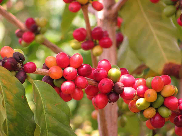 Coffea Stenophylla