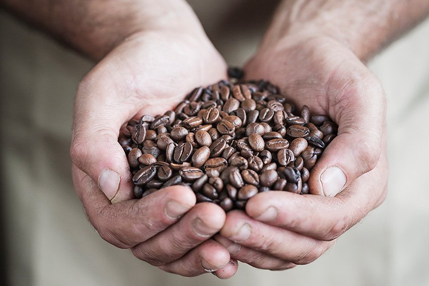 Manos sujetando granos de café