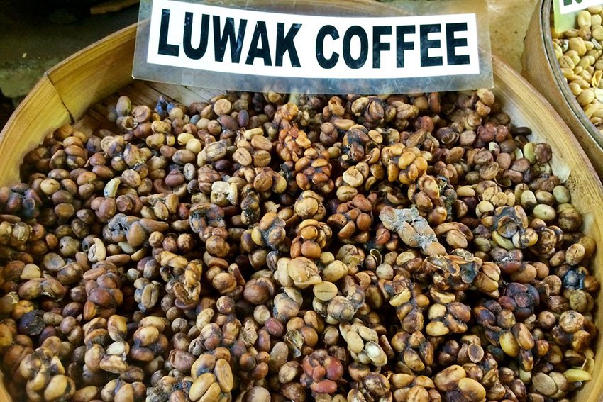 Café kopi luwak