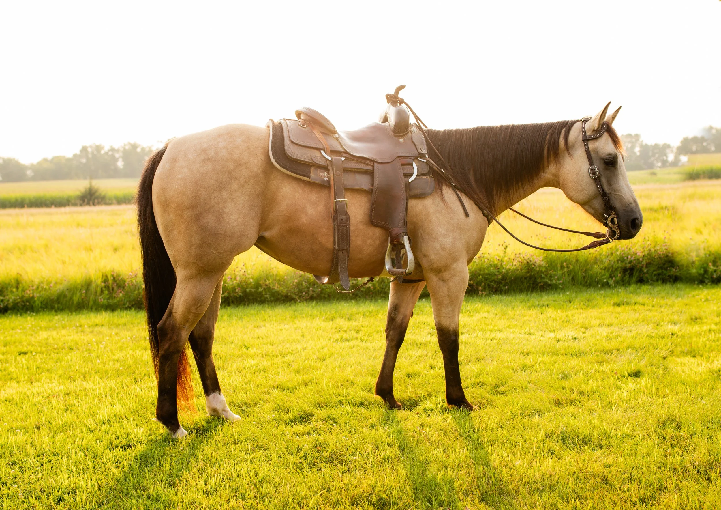 17th Annual Horse &amp; Ranch Auction