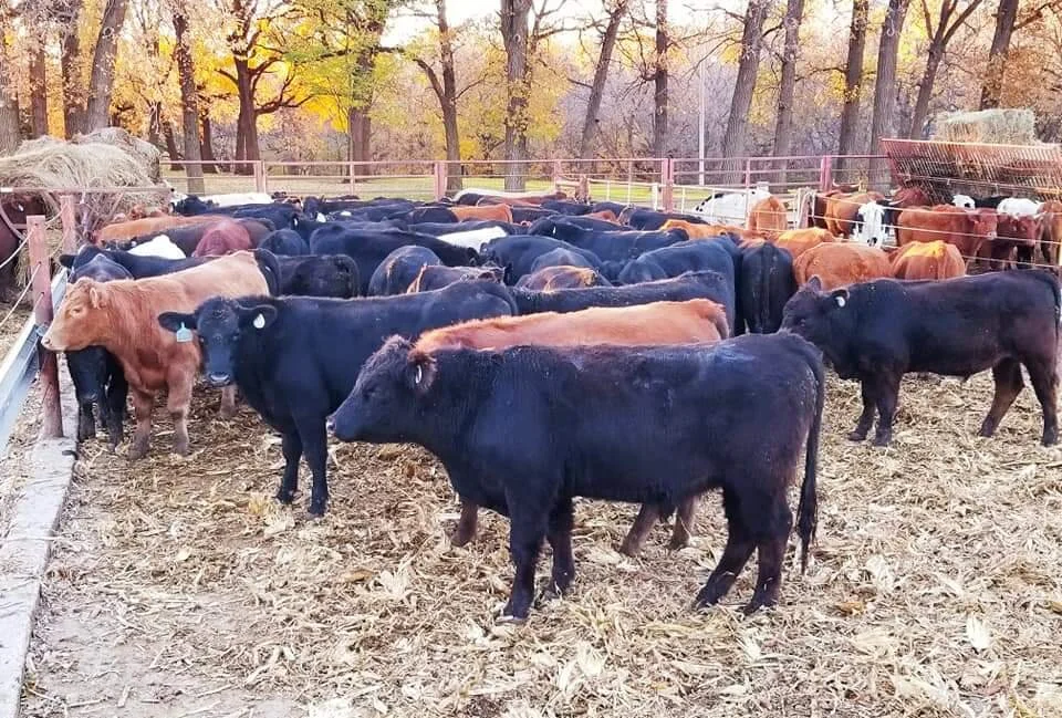 Cattle USA — Jackson Livestock Exchange