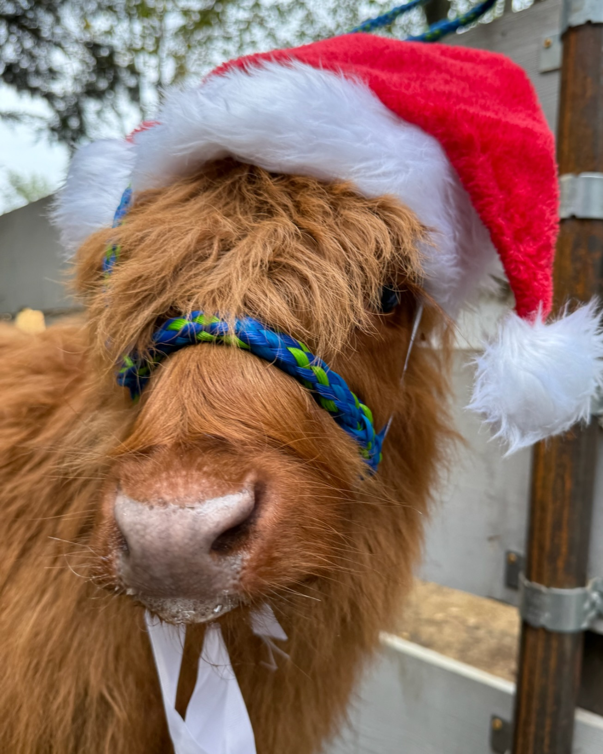 KC Cow Cuddling Mini Highland Cows.png