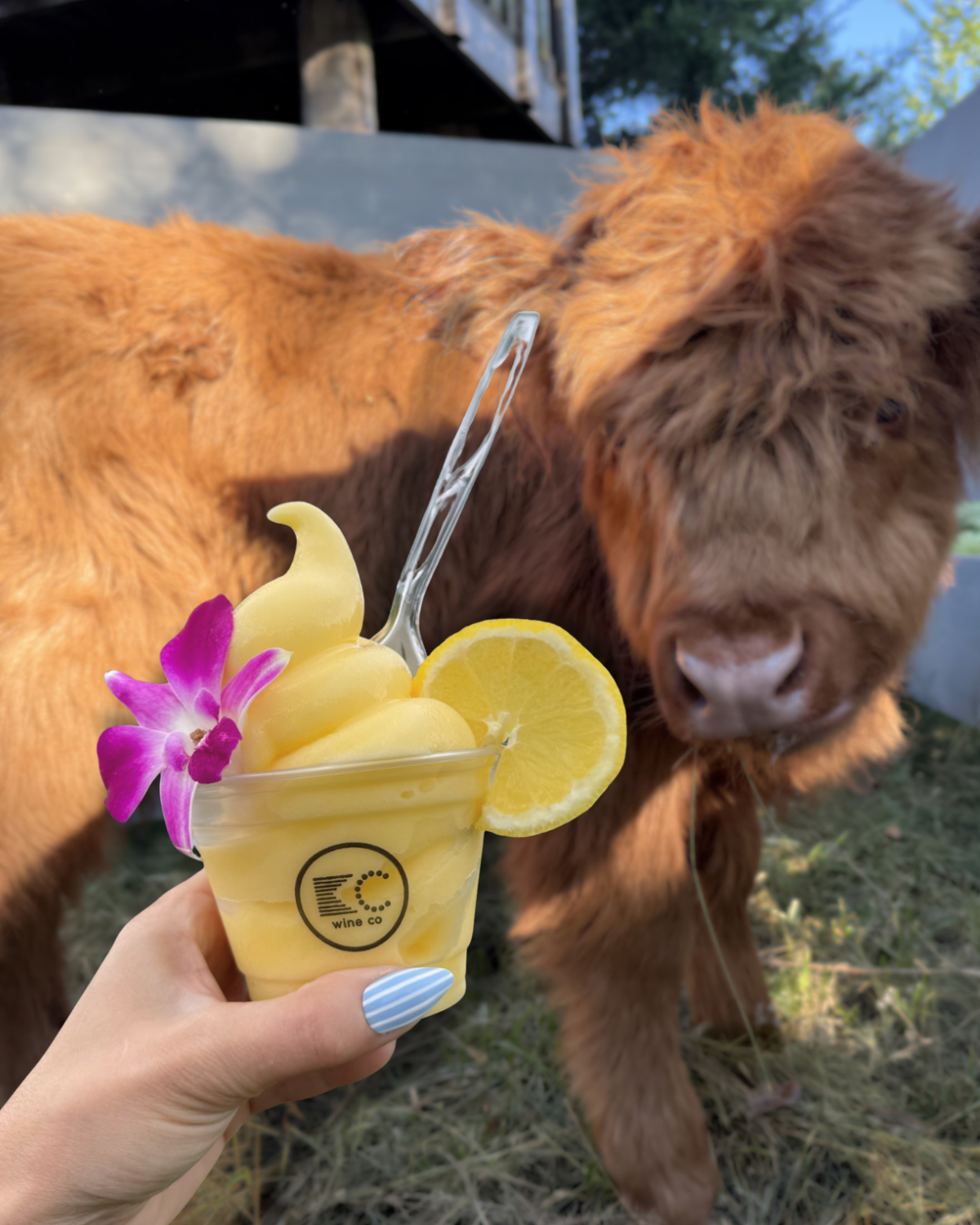 Moos &amp; Margs: Highland Cow Cuddling + Soft Serve Margaritas