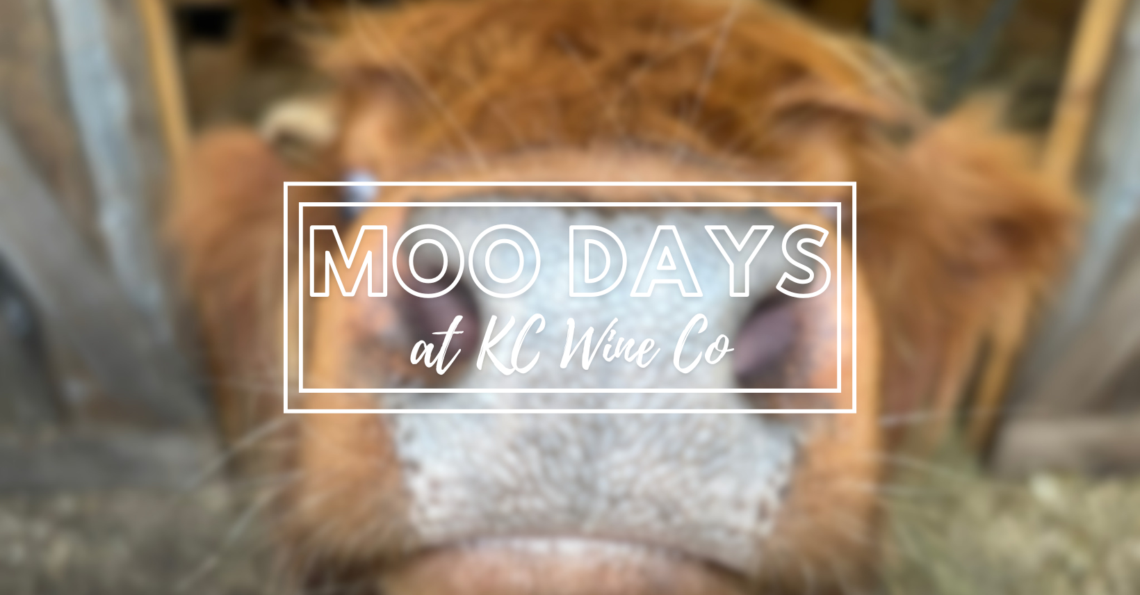 Moo Days