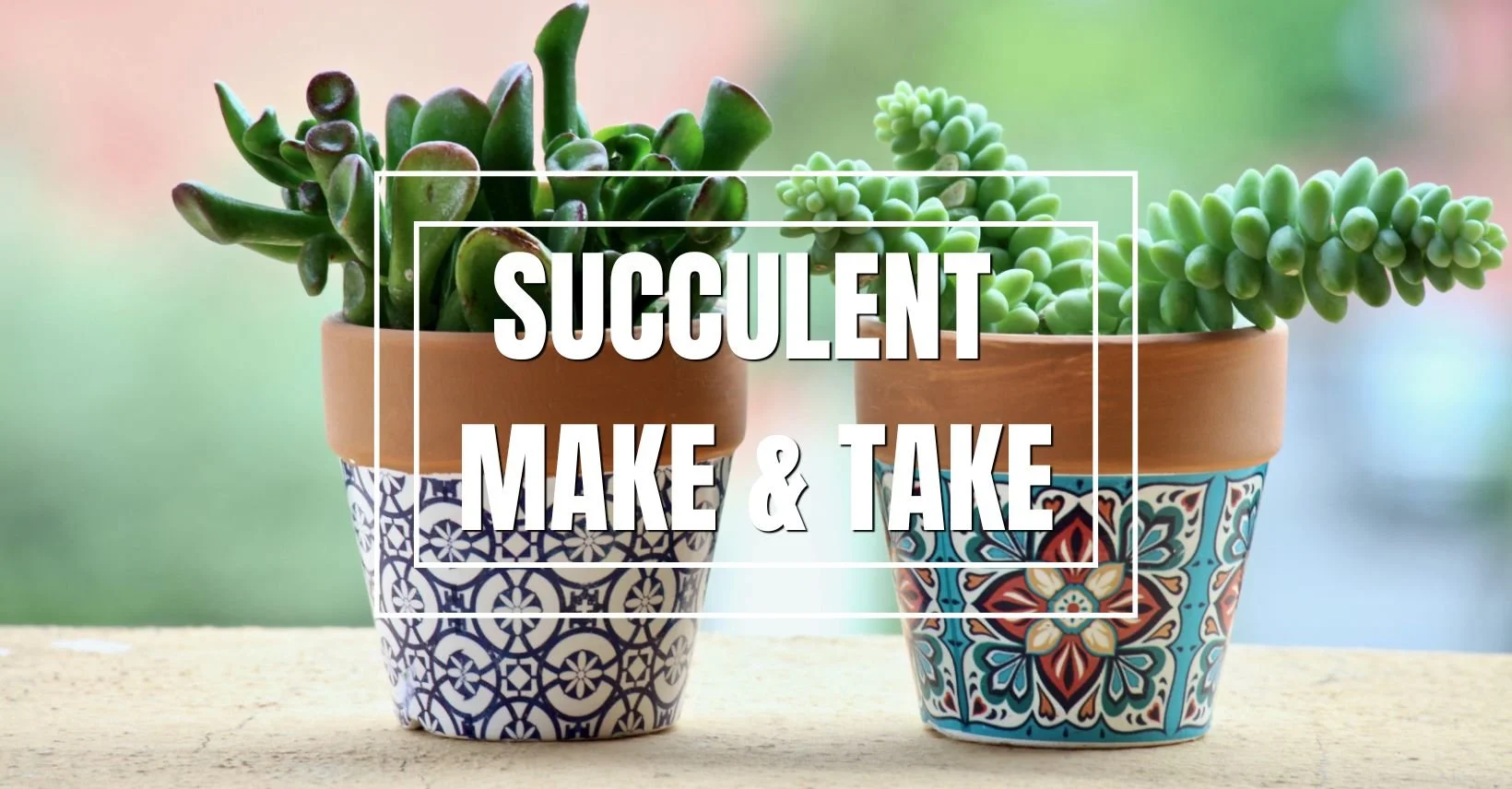 Interactive Succulent Bar