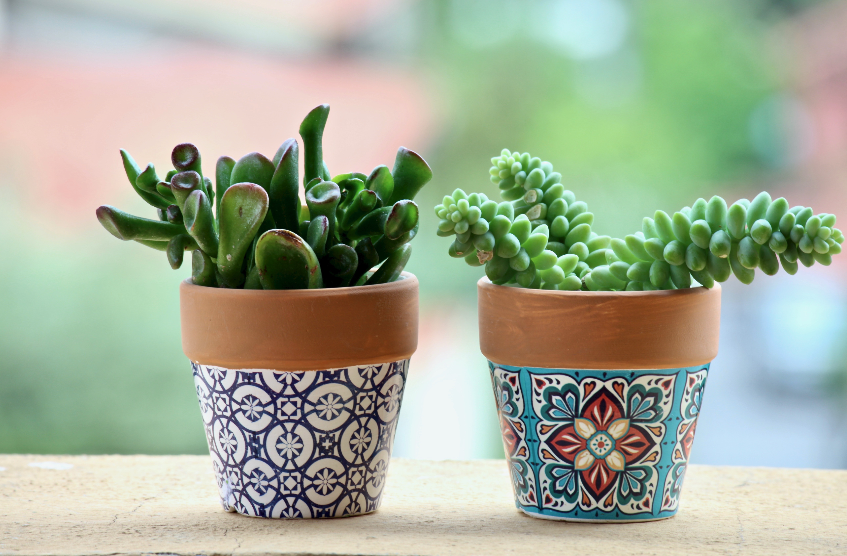 Two small succ pots Canva.png