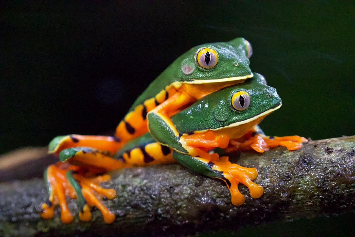 Absolutely splendid sex here in the Panamanian rainforests. Well, kinda. Frogs don&rsquo;t exactly do it, like we do. These two Splendid Leaf Frogs are locked in what&rsquo;s known as amplexus, a position in which the male mounts the female, grasping