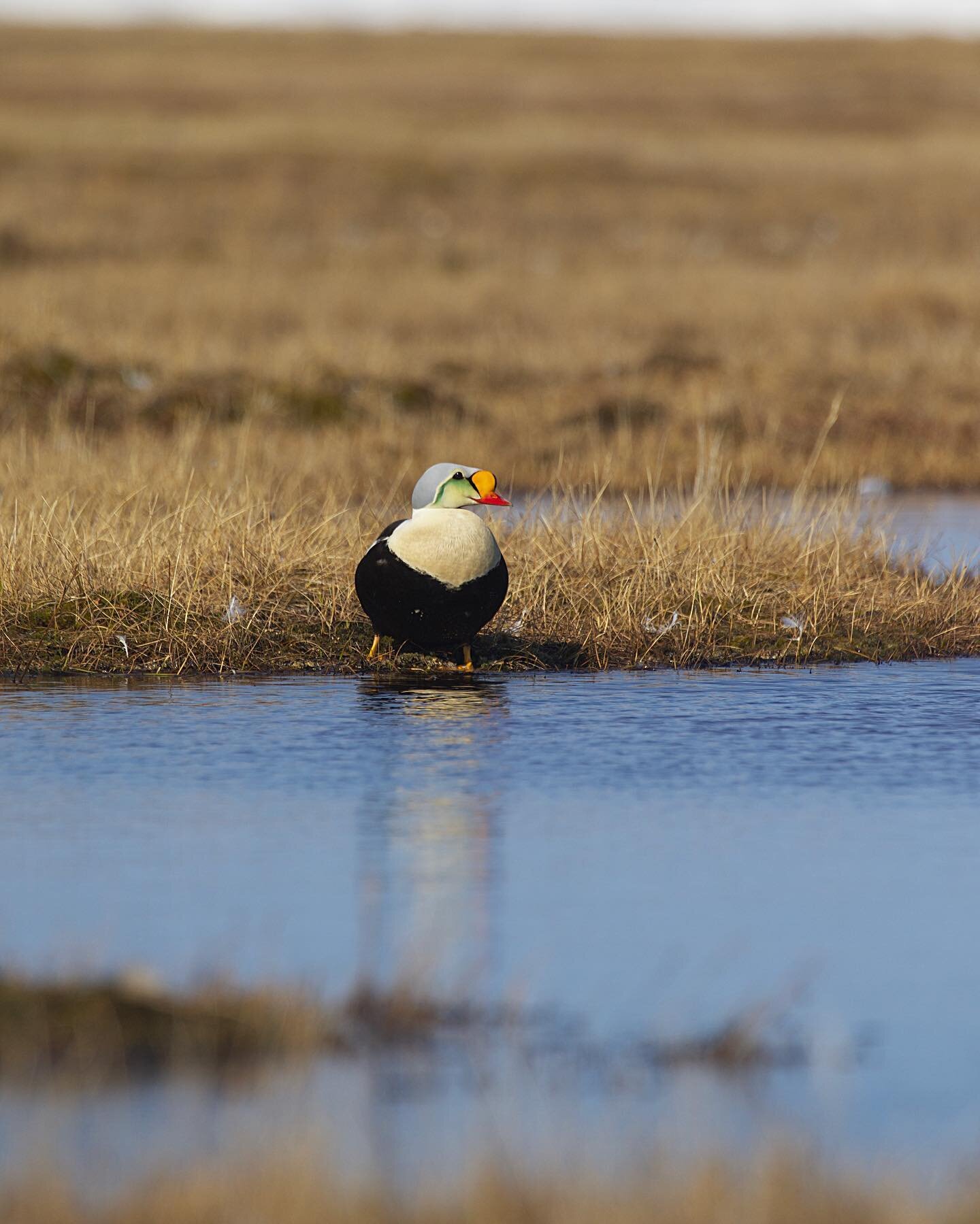 Another King Eider dressed in full drag to celebrate queerness and drag queens and 🌈s and the generations of LGBTQIA+ warriors who&rsquo;ve fought hard and sometimes given their lives to bring us to the present day, where it&rsquo;s arguably easier 