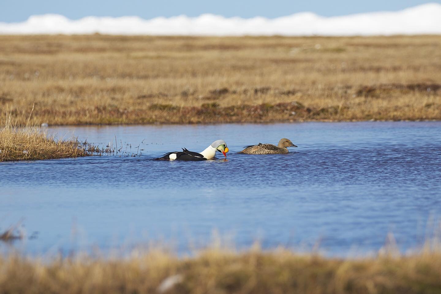 Don&rsquo;t let their ornate design or pastel plumage fool you, King Eiders ain&rsquo;t no softies. These ducks are absolute powerhouses. They nest exclusively north of the Arctic Circle where they spend only a short period of time inland on tranquil