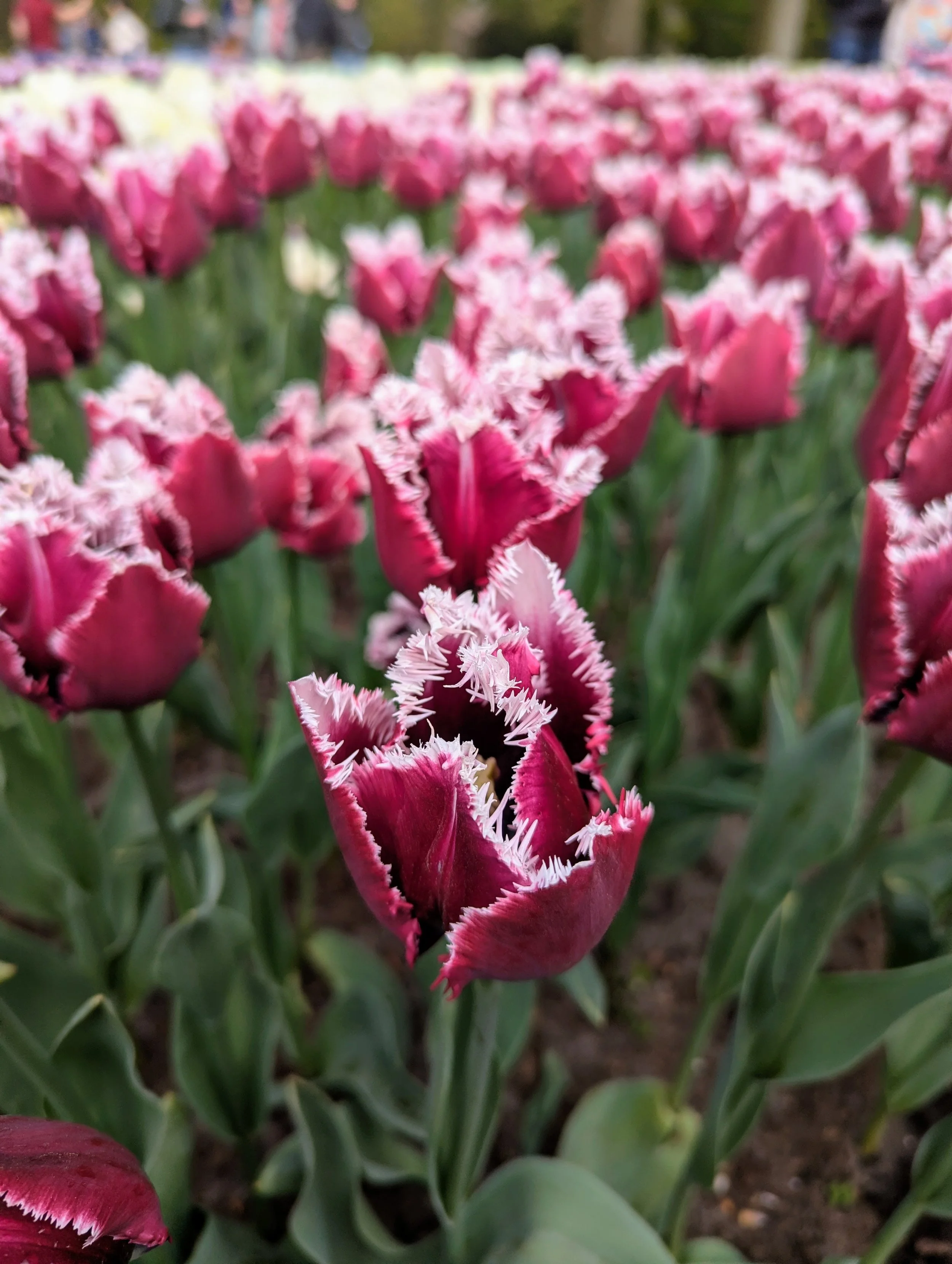 Close-up of pink and white fringed tulips in a garden with green leaves and blurred background.
