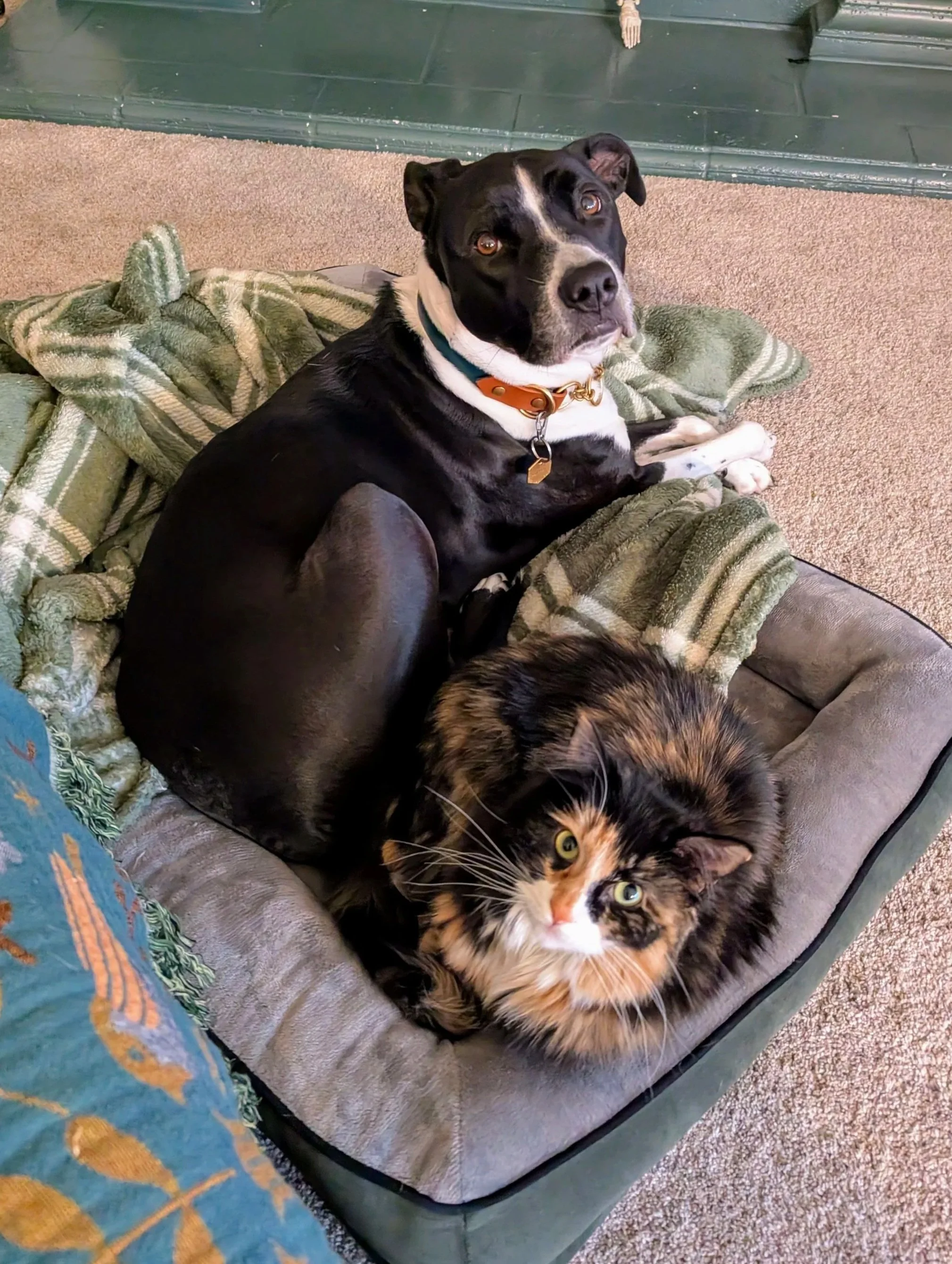 my dog and cat