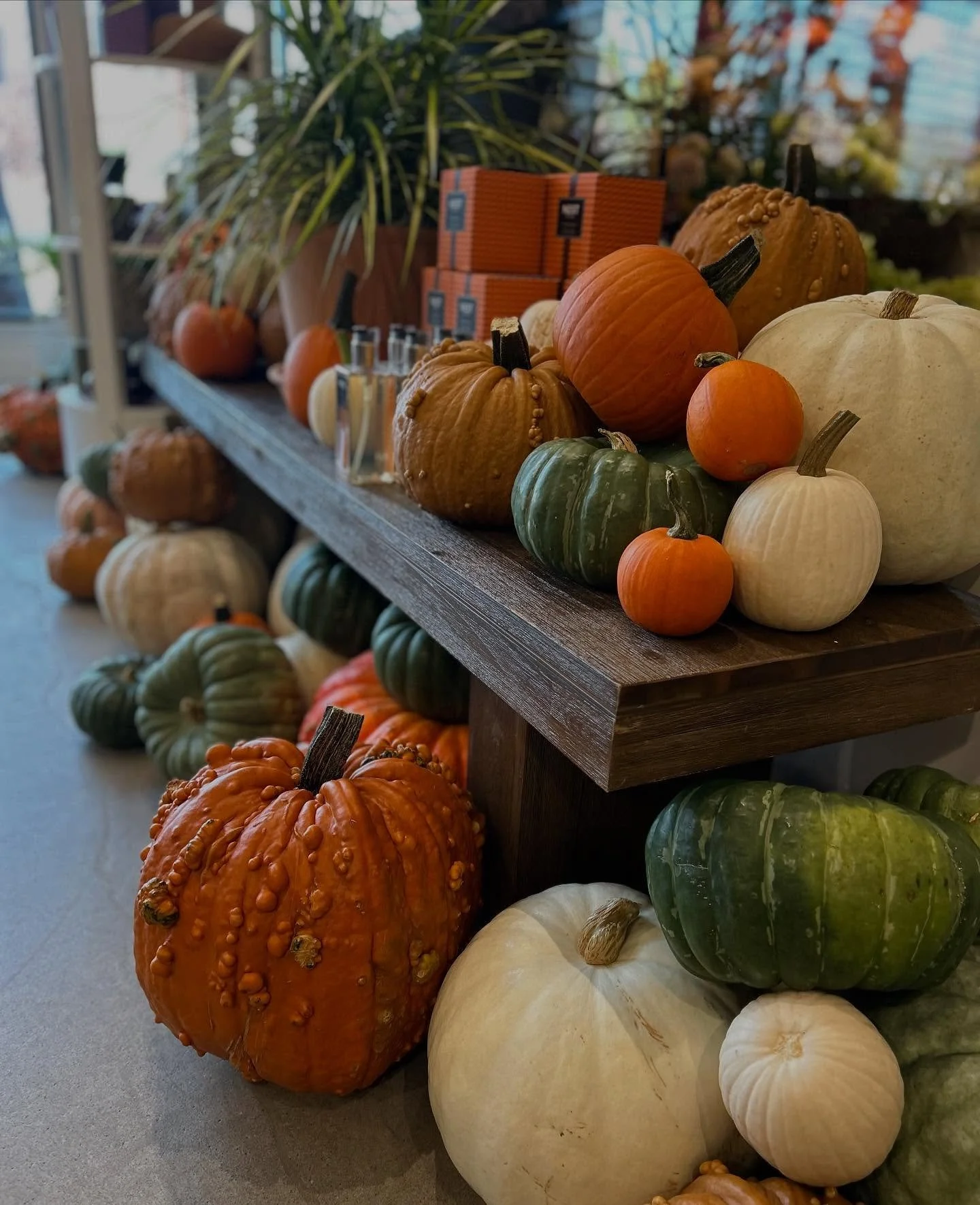 Doing our part to put the &lsquo;pumpkin&rsquo; in pumpkin spice. 😏
